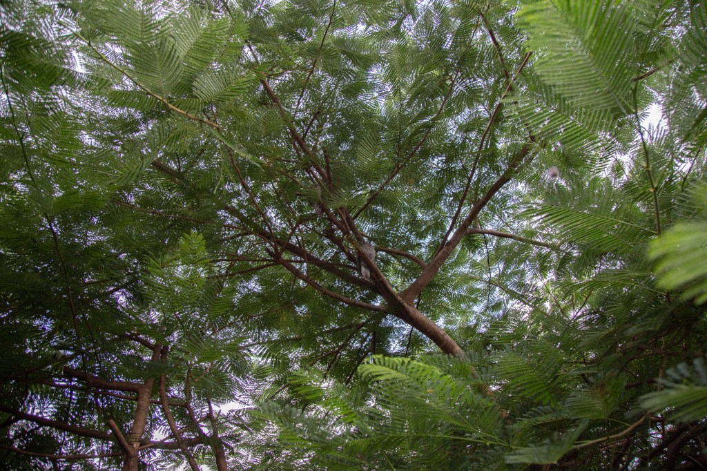 Mi vecino, el&nbsp;búho